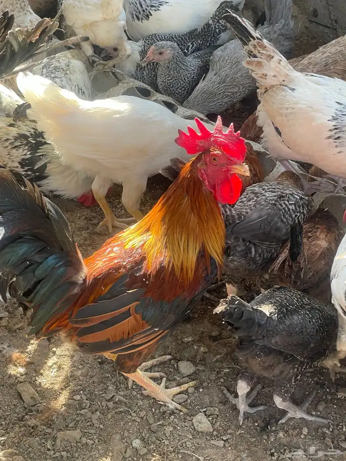 مراح دجاج كامل ونظيف للبيع جمله فقط   للجادين فقط 11