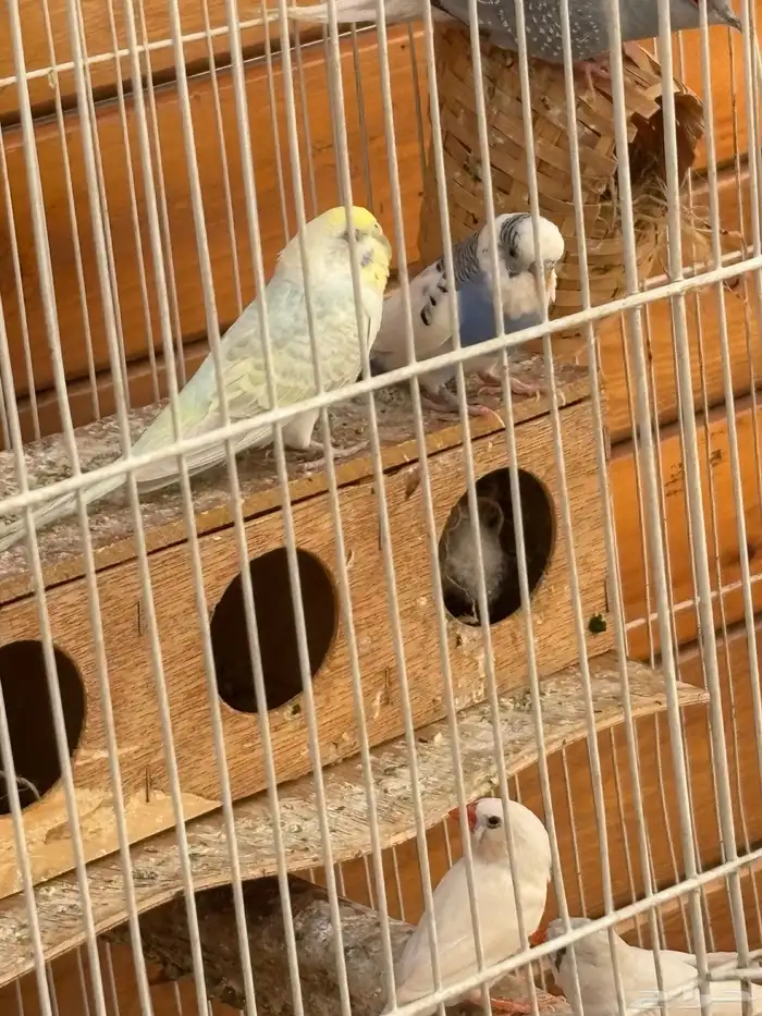 طيور حب وزبره وقميري اجواز 4