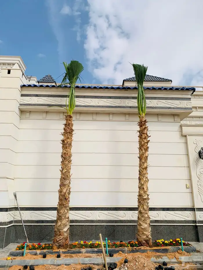 نخل واشنطني 3