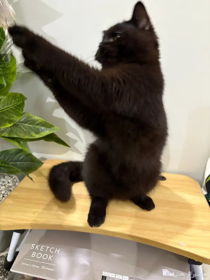 قط سكوتش ستريت للبيع بالرياض 3