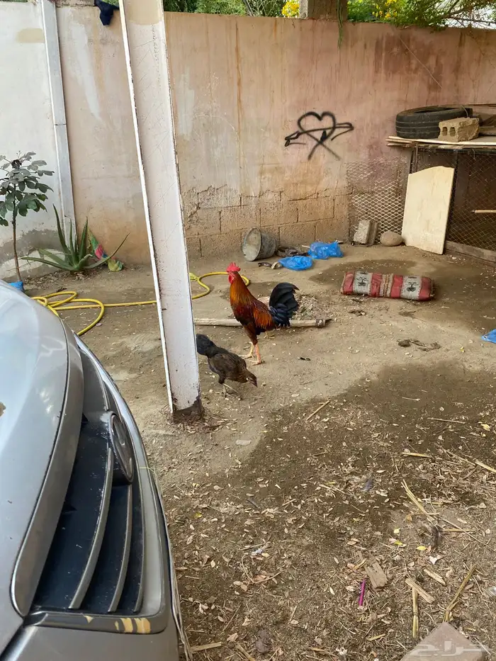 ديك بلدي للبيع السعر 40 ريال 2