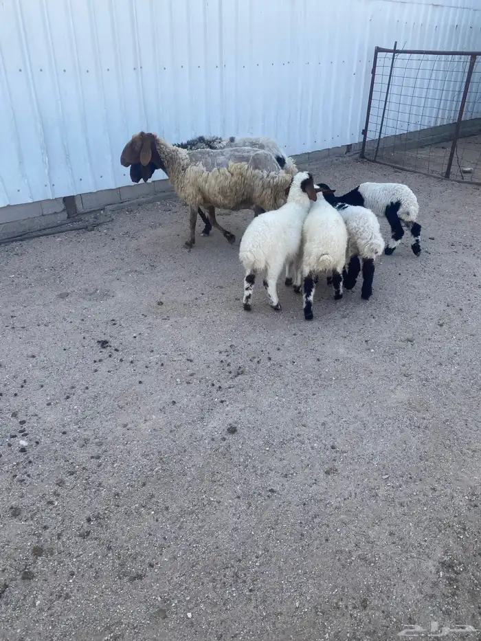 غنم نعيم مطافيل أتوام (2) يتبعها (4) شرط سن وديد 0