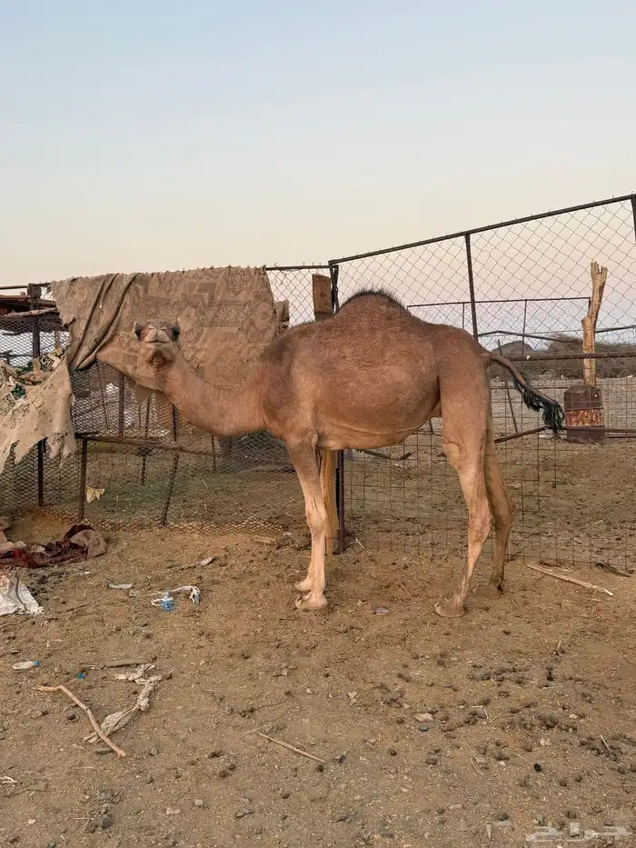 بكره ثنيه ملاقي 3