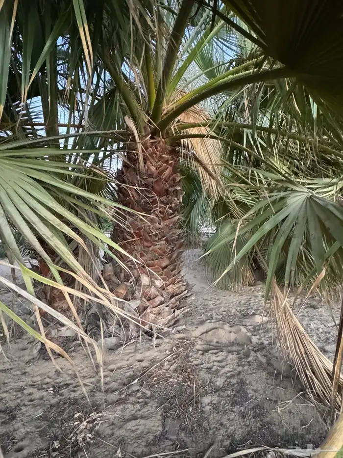 نخيل واشنطونية 1