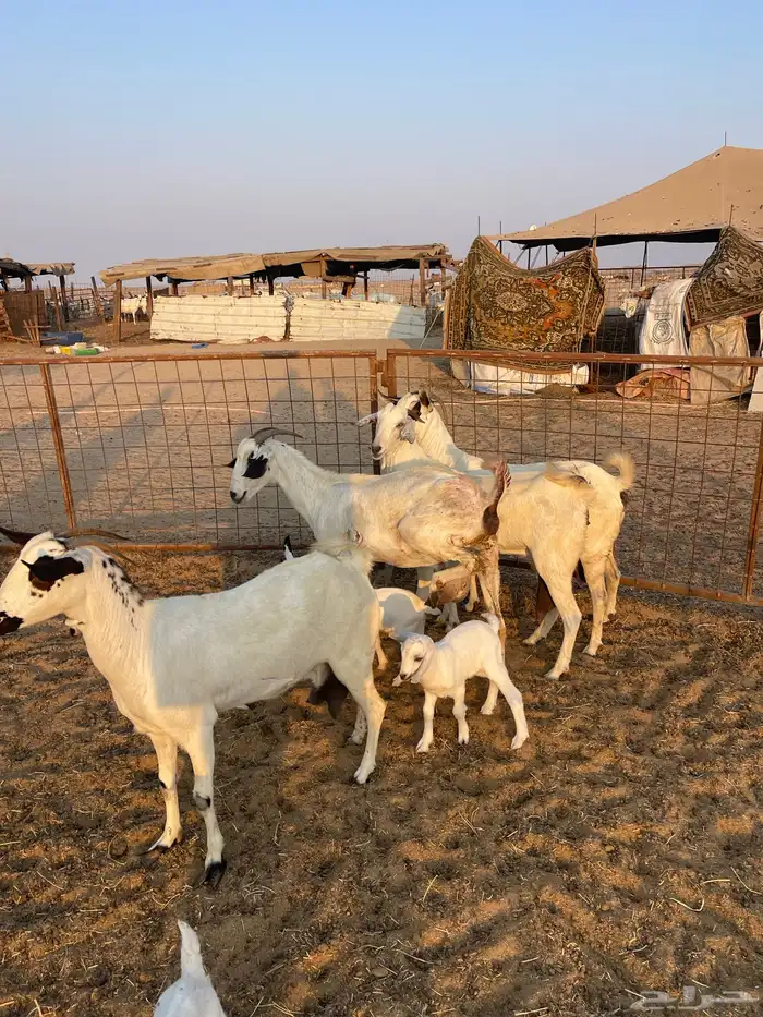 معزا بيشيات صنف ولد 3