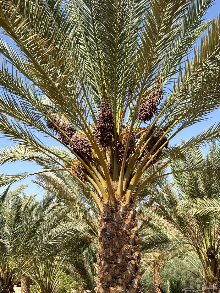 تمر مبرومه الموقع ابو راكه 1