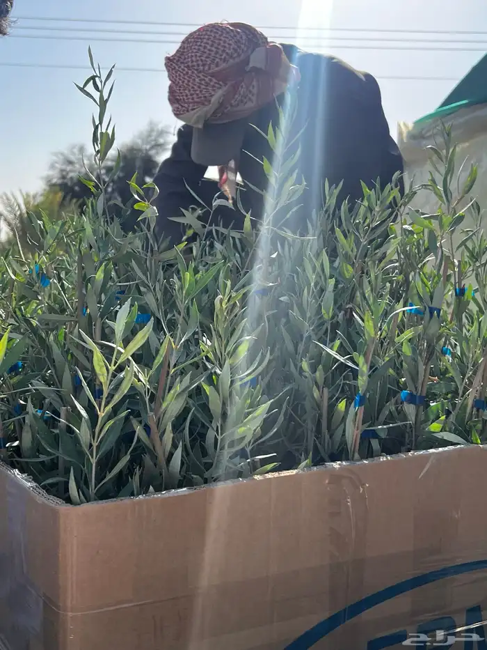 شتلات زيتون مثمره كميات كبيرة 9