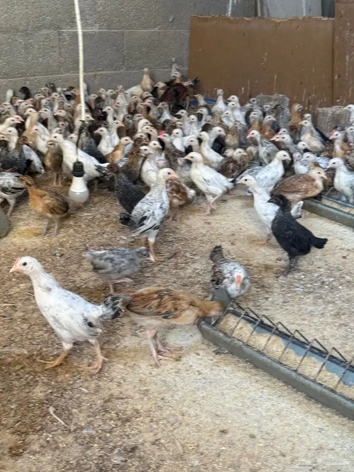 صوص دجاج بلدي 3