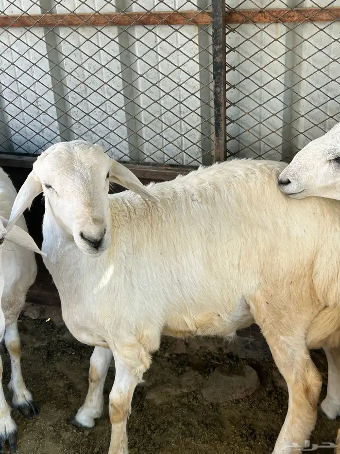 للبيع طلي مقفل شحم ولحم 0