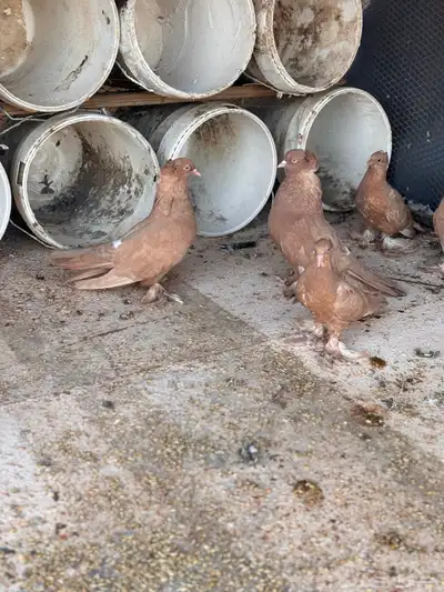 زوج عراقي index