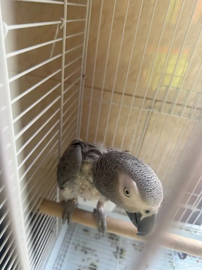 كاسكو مؤدب مشكلته منتف (( تم البيع )) الله يبارك للمشتري 0