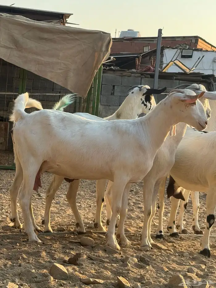 تم البيع تم البيع تم البيع 3