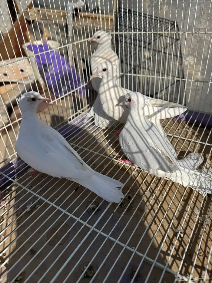 قماري البينو وسلفر 5