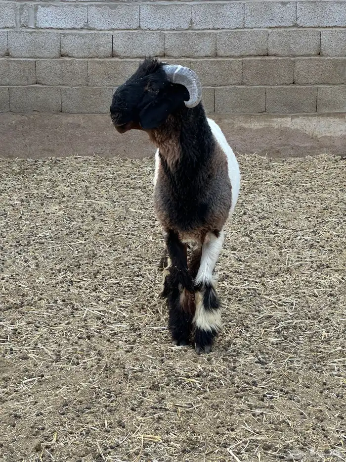 للبيع جذعان صنف مشاريع فحول 7