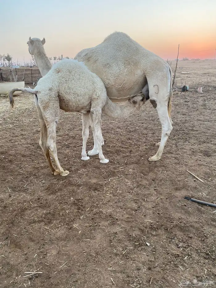 للبيع بكره العمر 5شهور لباني 1