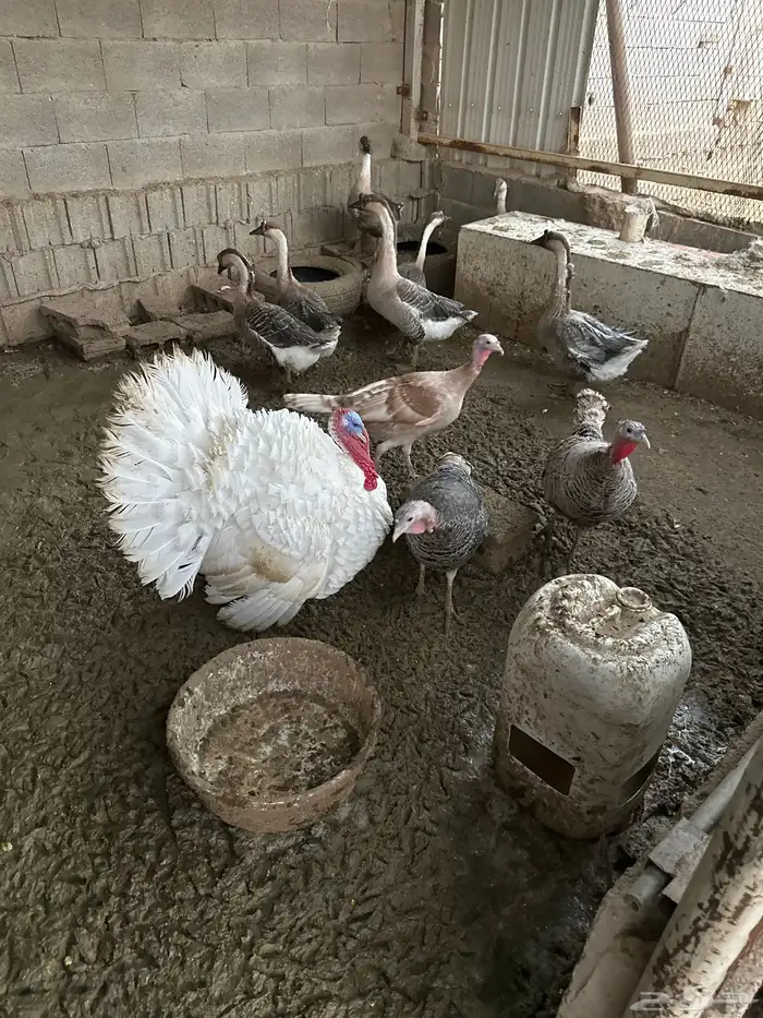 وز عراقي ورومي 3