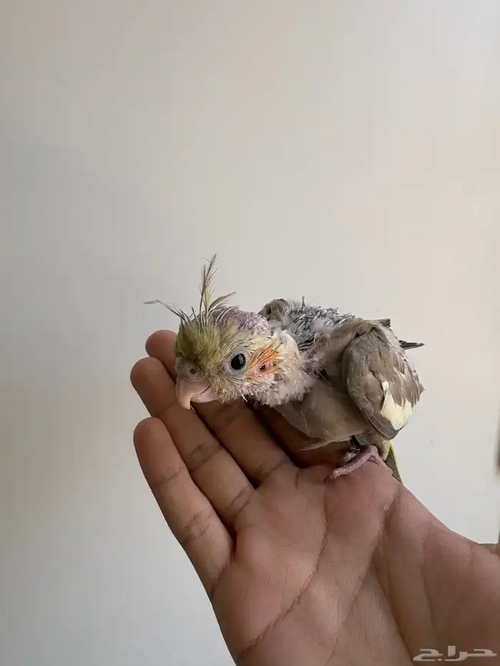 فرخ كروان سينمون بداية هدد 2