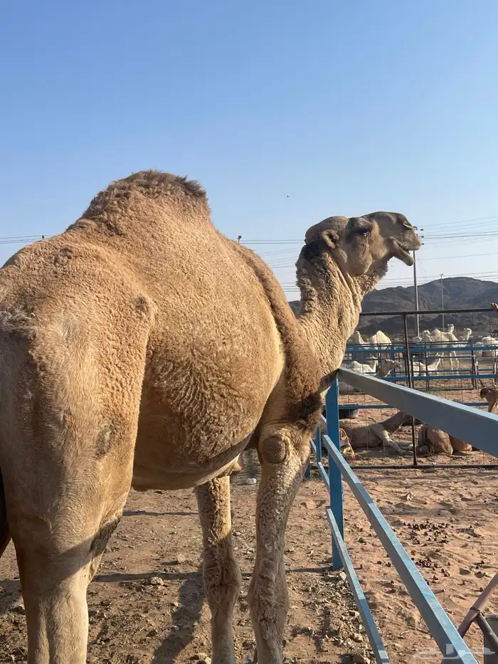 جمل للبيع 1
