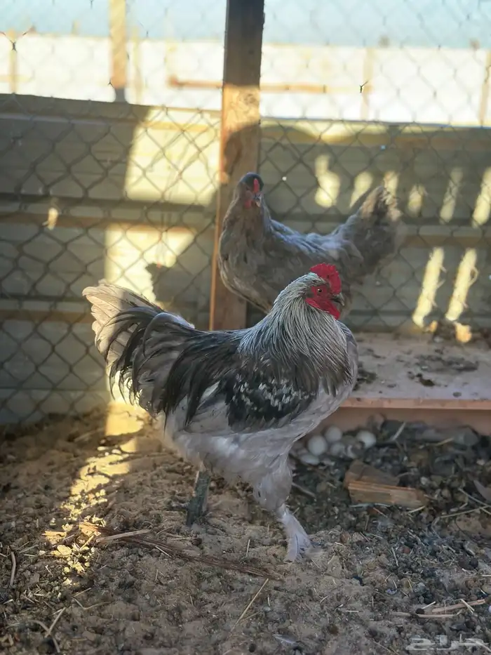 دجاج تركي وجوز خوارج 1