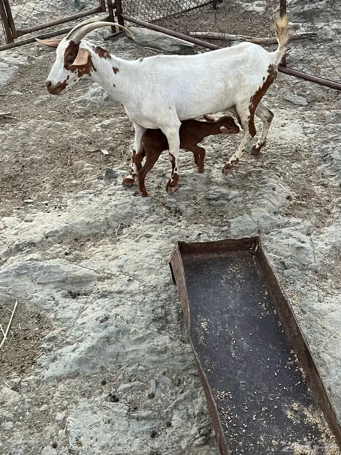 شاه للبيع تحتها تيس 0