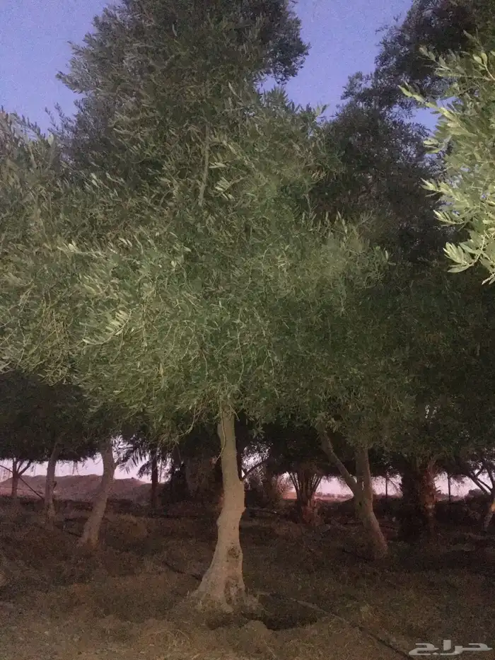 توريد وزراعة اشجار زيتون شجر زيتون 49