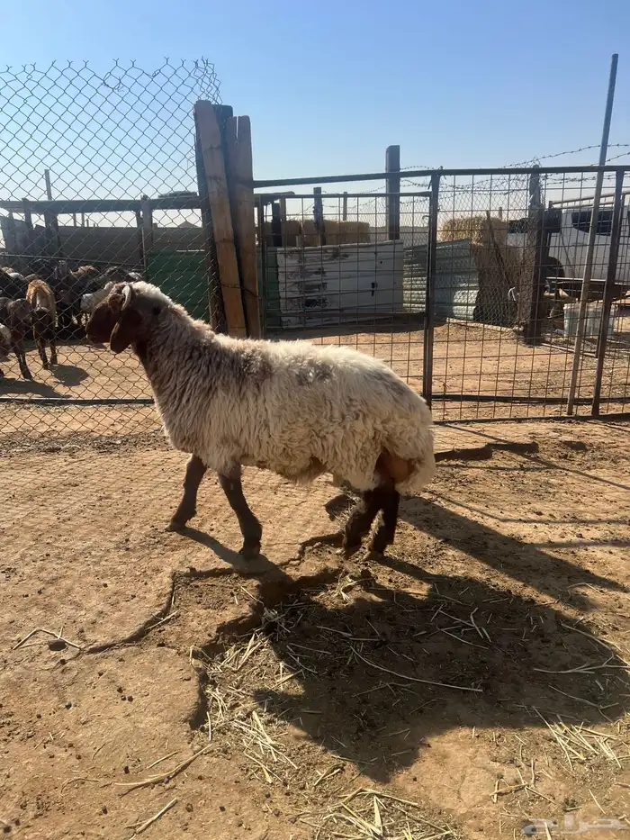 نعيم خرفان هرافى فاخر للآخر 13