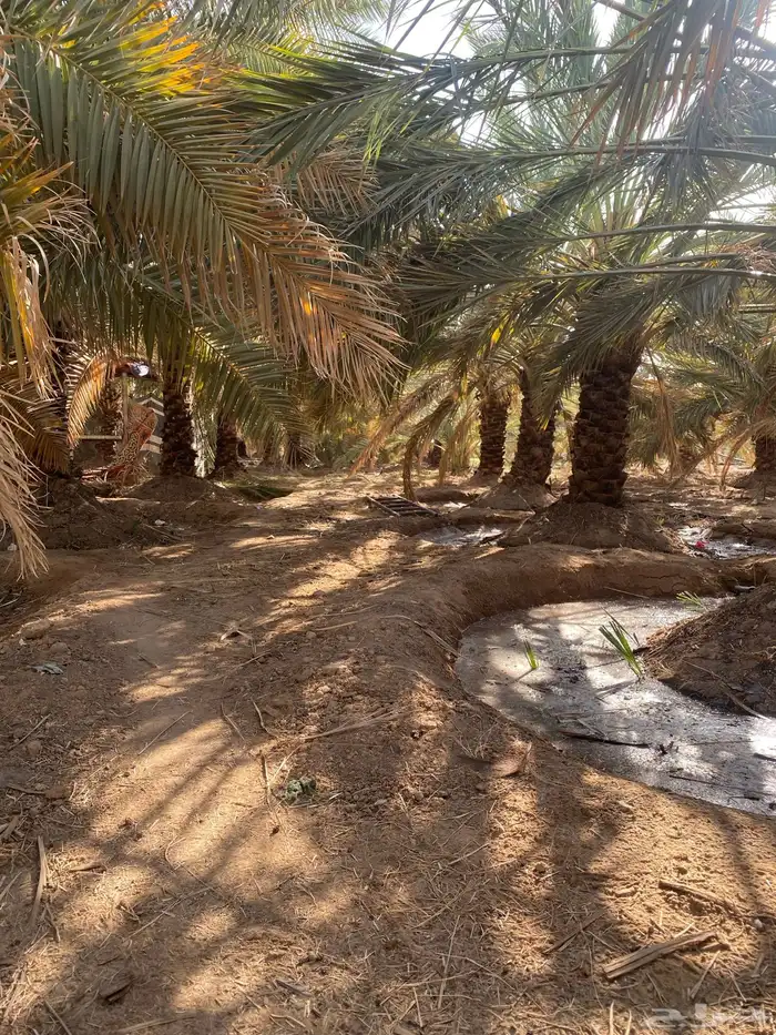 مزرعه الايجار المدينه الزباير 7