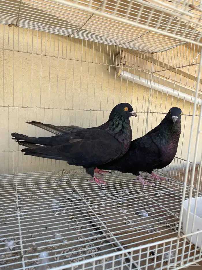 مالطي او مصري 1