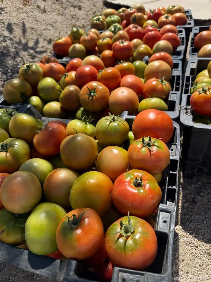 طماطم عرين 0