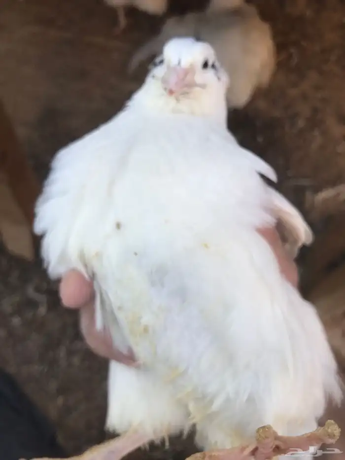 سمان تكساس مذبوح 1