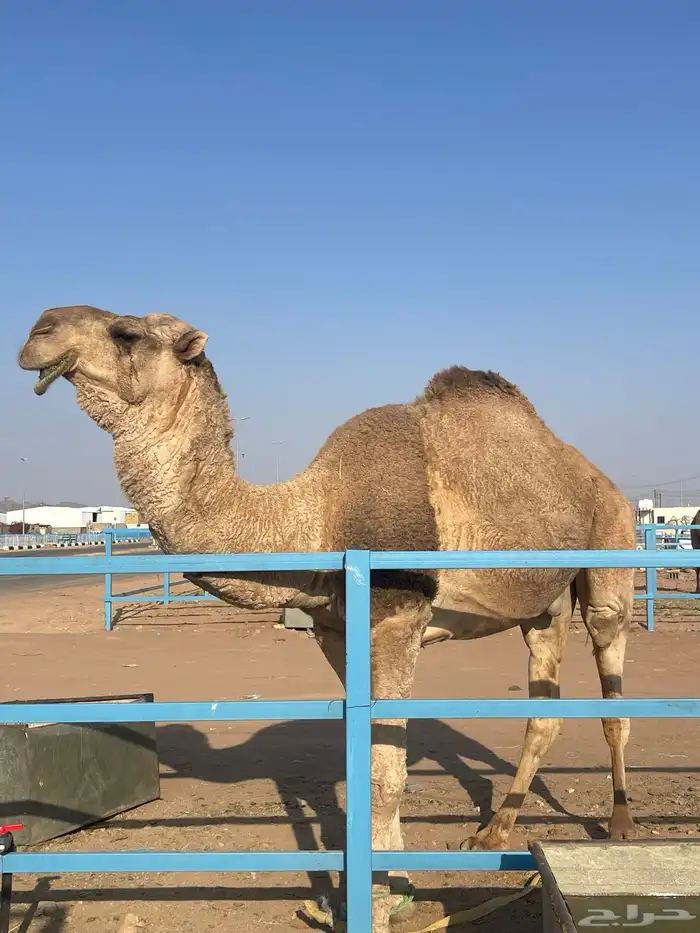 جمل للبيع 4