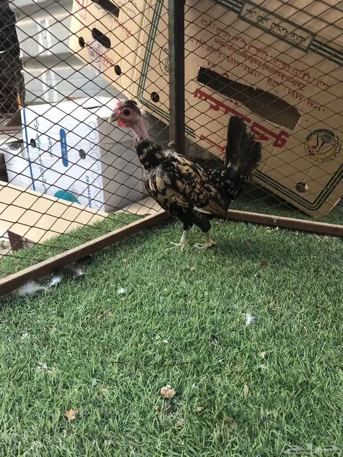 للبيع دجاج بحريني تحتها عيال 7او6 شرط صحه و نضفه 2