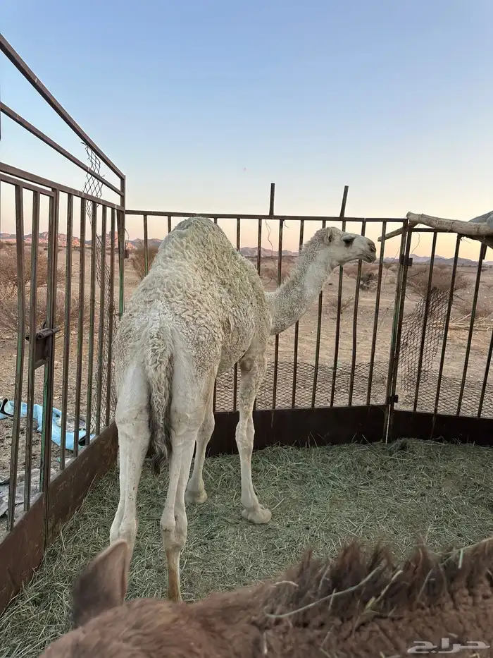 قعود مفرود أوضح طيب طيب جدا 1