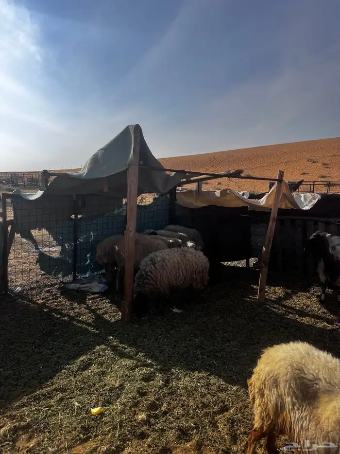 نعيم للبيع 2