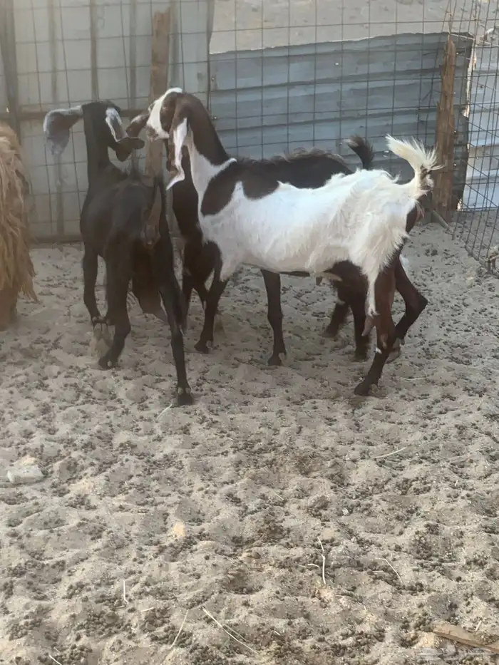 للبيع معزا شاميه ورفيديه والد 0