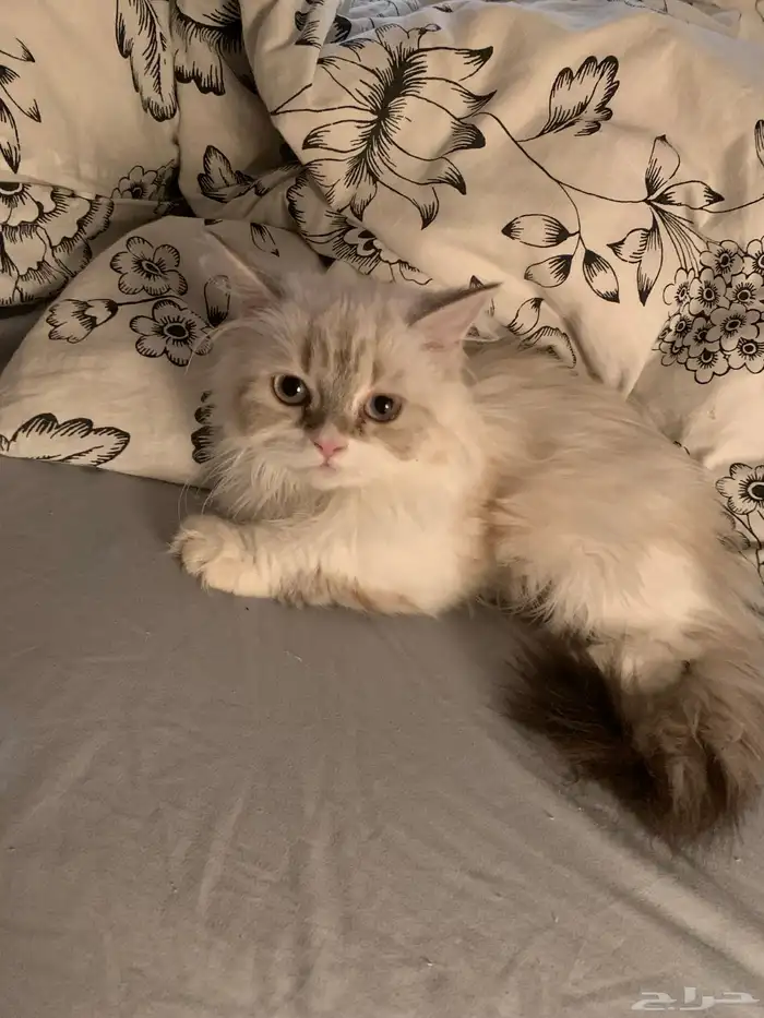 قط صغير العمر 3 شهور و نص انثى النوع هملايا 1