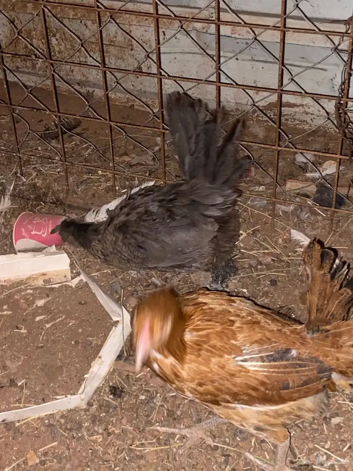 للبيع دجاج و فروخ 0