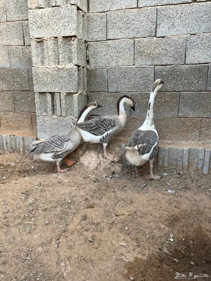 للبيع طقم وز عراقي 3