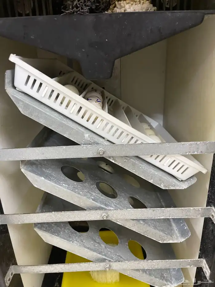 للبيع فقاسه برنسي فقاسه بلاك شيكن تايلندي 5