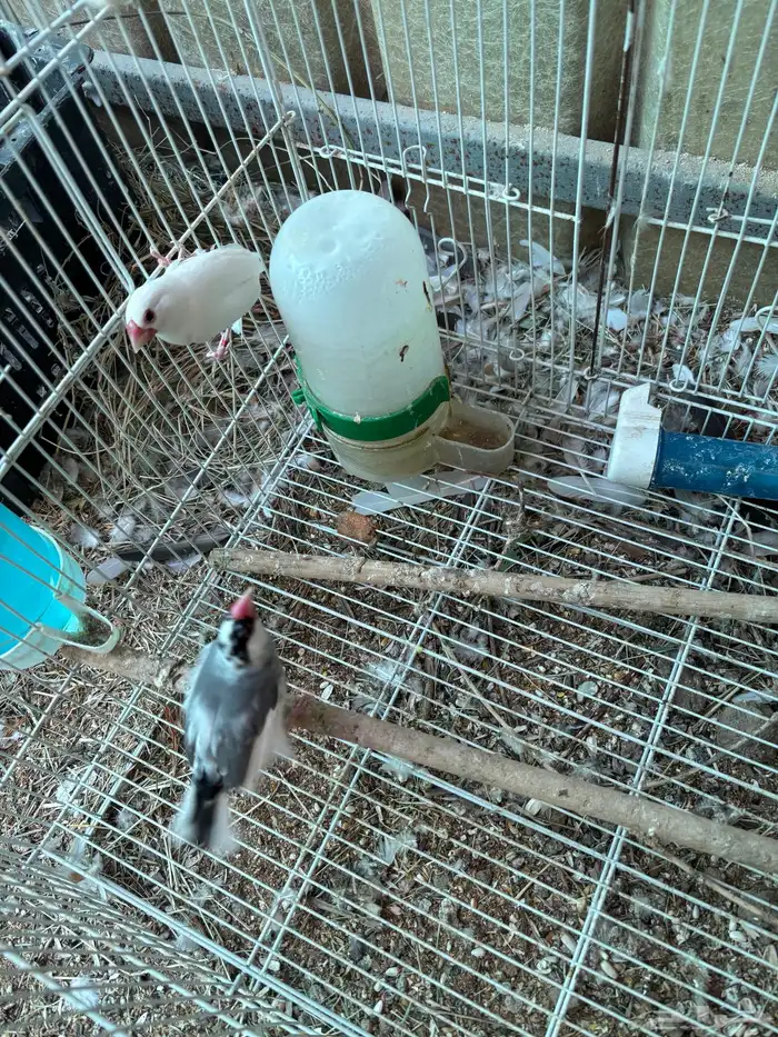 طيور مشكله للبيع سمح 24