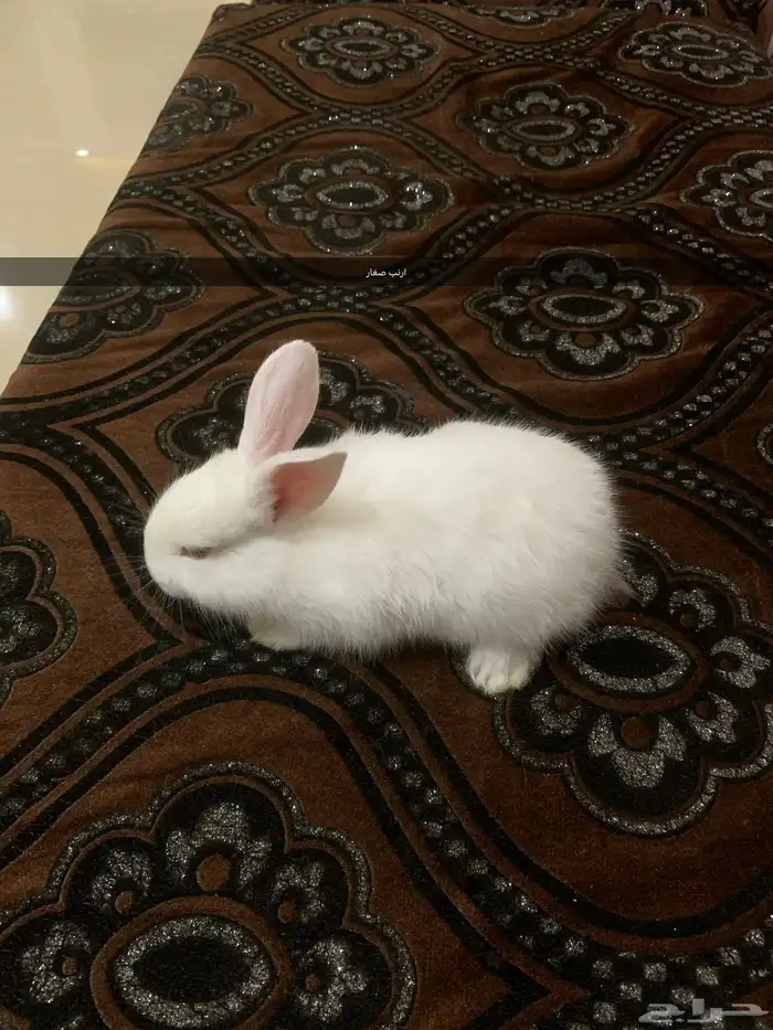 ارنب بلدي  وفرنسي 4