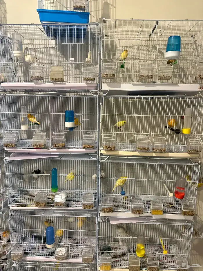 عصافير كناري 5