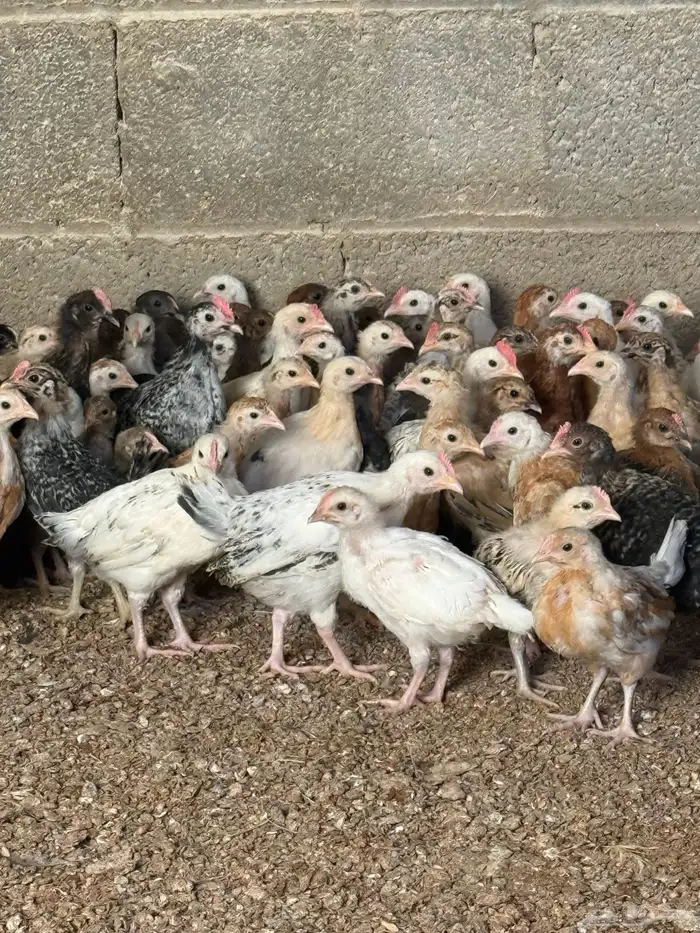 صوص دجاج بلدي 1