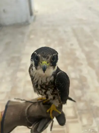 بكه للبيع index