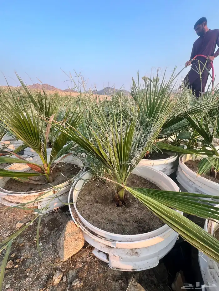 مشروع ناجح يحتاج ماء   ارض صغيره فقط 2