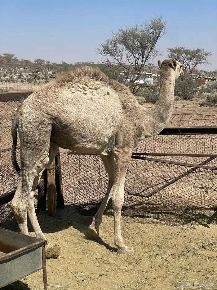 قعود للبيع 0