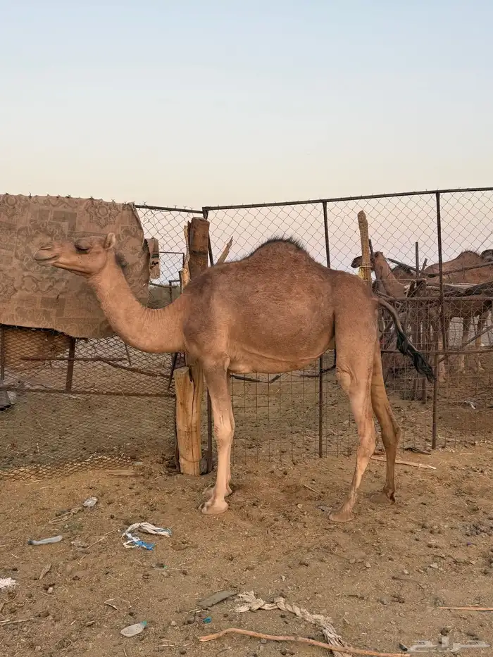 بكره ثنيه ملاقي 2