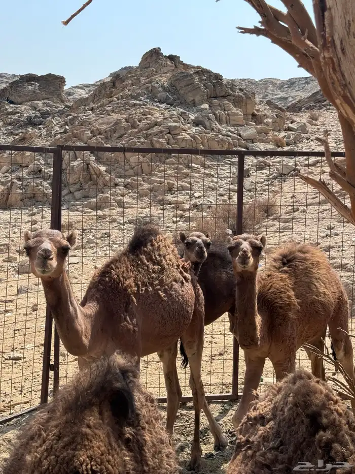 بكار وقعدان 5