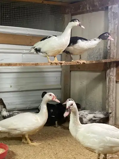 للبيع بط مصري index