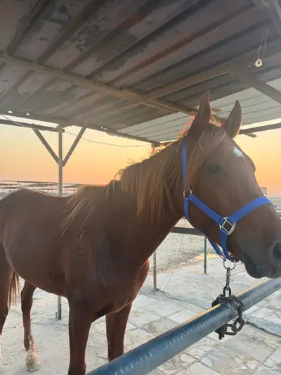 حصان شعبي index